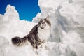 Cat animals winter Ãâ°ÃÂ° snow Royalty Free Stock Photo
